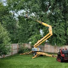 Best Tree Fertilization  in Cutten, CA