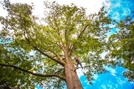 Best Emergency Tree Removal  in Cutten, CA