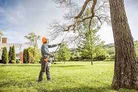 Best Tree Removal  in Cutten, CA