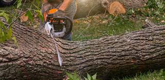 Best Tree Cabling and Bracing  in Cutten, CA