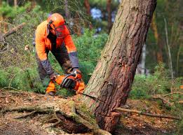 Lawn Watering Services in Cutten, CA