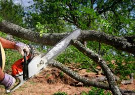 Best Utility Line Clearance  in Cutten, CA