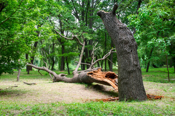 Reliable Cutten, CA Tree Care Solutions
