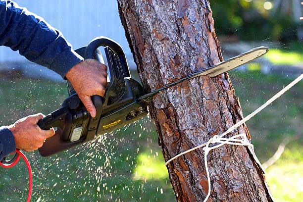 Best Lawn Mowing  in Cutten, CA