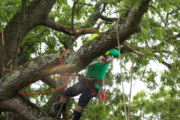 How Our Tree Care Process Works  in  Cutten, CA