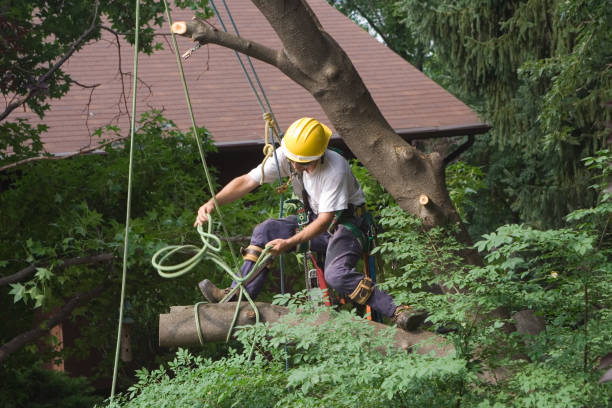 Best Hedge Trimming  in Cutten, CA