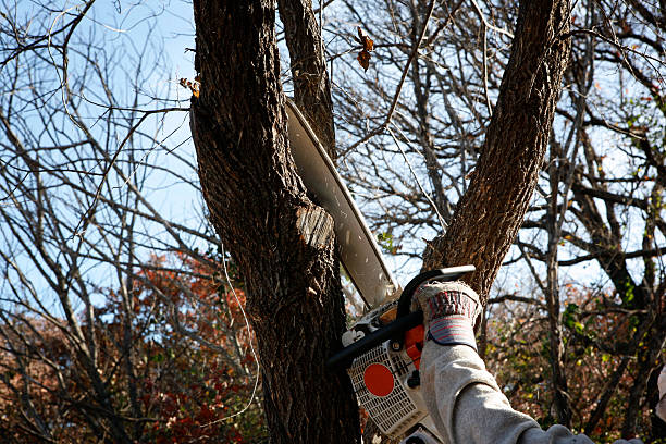 Best Tree Risk Assessment  in Cutten, CA