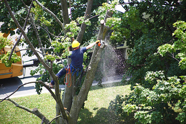 Best Lawn Irrigation Installation and Maintenance  in Cutten, CA