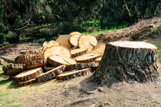 Best Hazardous Tree Removal  in Cutten, CA